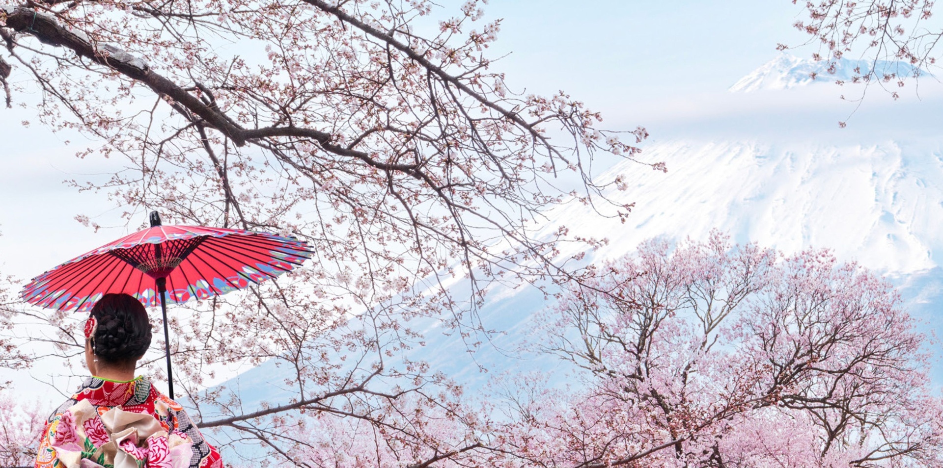 Japan Cherry Blossom and Garden